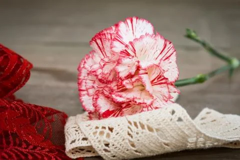 Flowers Stock Photos