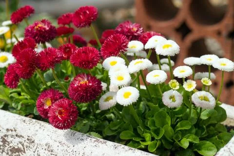 Flowers Stock Photos