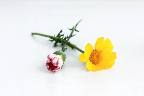 Flowers Stock Photos