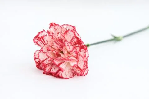 Flowers Stock Photos