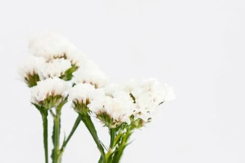 Flowers Stock Photos