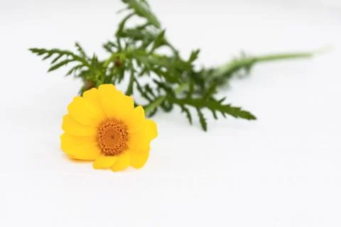 Flowers Stock Photos