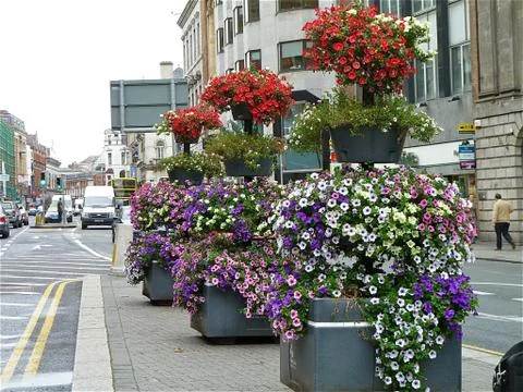 Flowers 写真素材