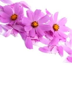 Flowers Stock Photos