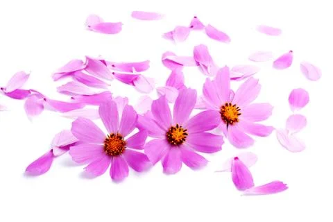 Flowers Foto stock