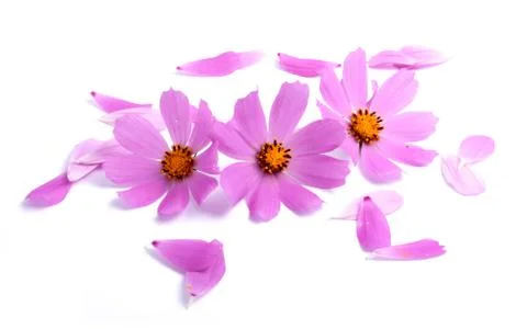 Flowers Foto stock