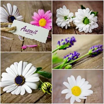 Flowers Stock Photos