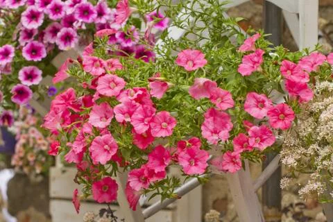 Flowers Stock Photos