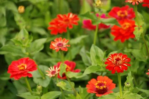 Flowers Stock Photos