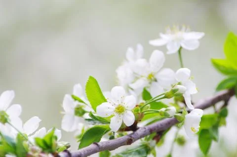 Flowers Stock Photos