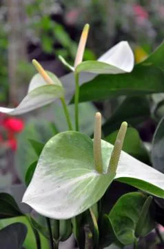 Flowers Stock Photos