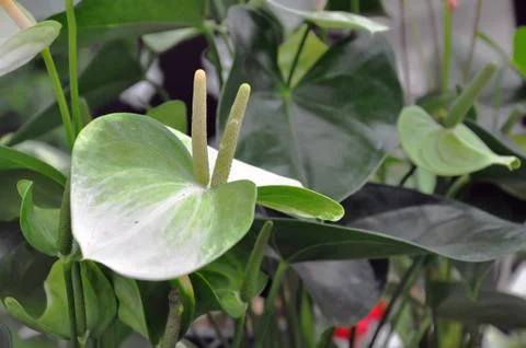 Flowers Stock Photos