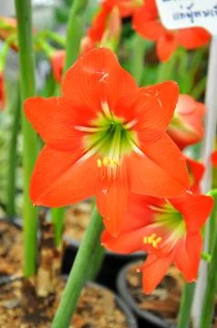 Flowers Stock Photos