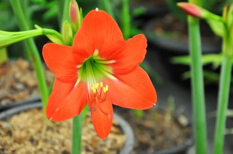 Flowers Stockfoto's