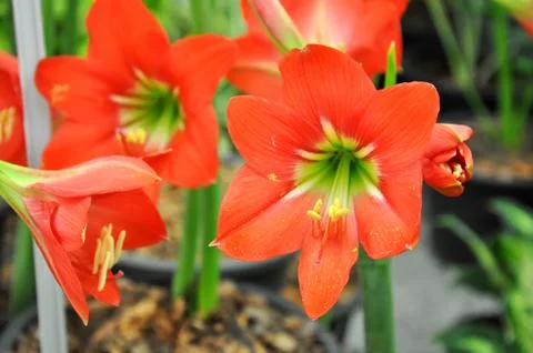 Flowers Stock Photos