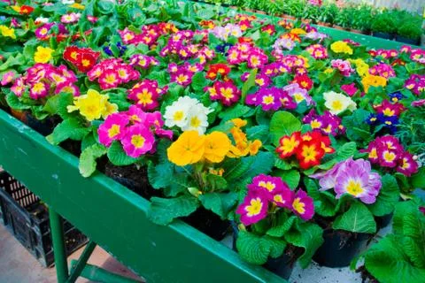 Flowers Stock Photos