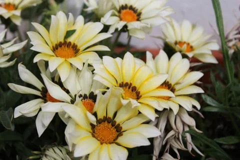 Flowers Stock Photos