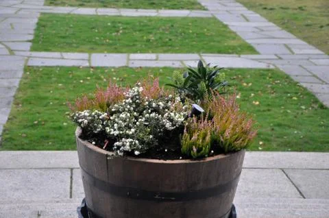 Flowers Stock Photos