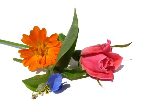 Flowers Stock Photos