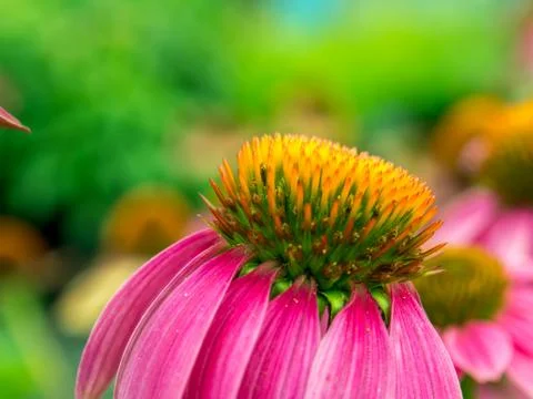 Flowers Stock Photos