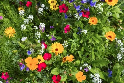 Flowers Stock Photos