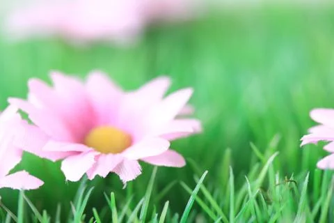 Flowers Stock Photos