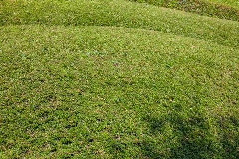 Flowers Stock Photos