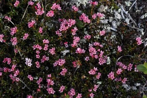 Flowers Stock Photos