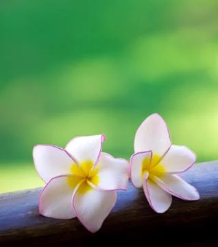 Flowers Foto stock