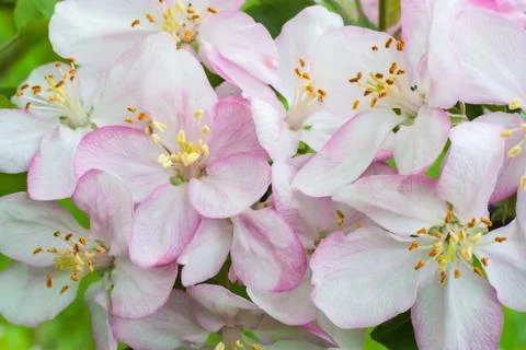 Flowers Stock Photos