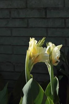 Flowers Stock Photos