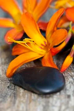 Flowers 스톡 사진