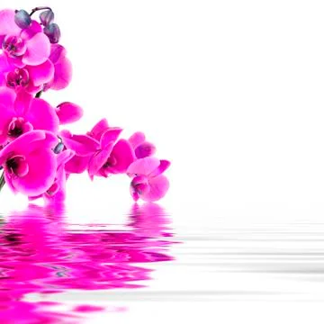 Flowers Stock Photos