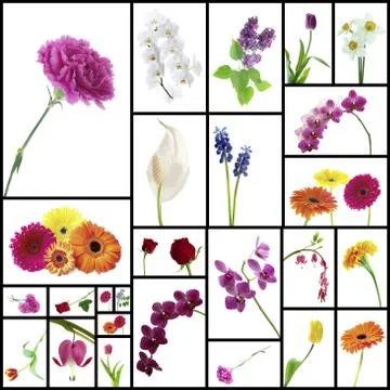 Flowers Stock Photos