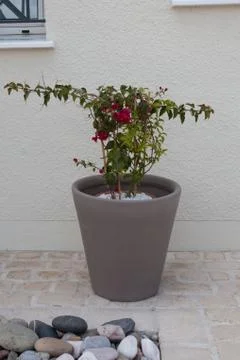 Flowers Stock Photos