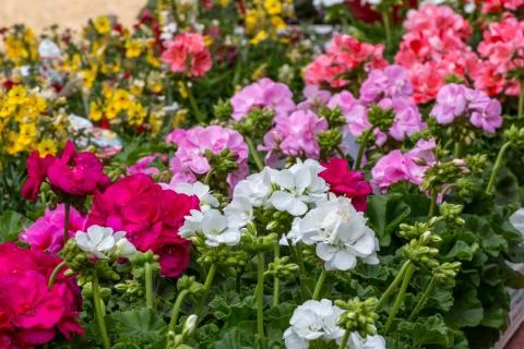 Flowers Stock Photos