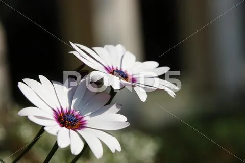 Flowers Stock Photos