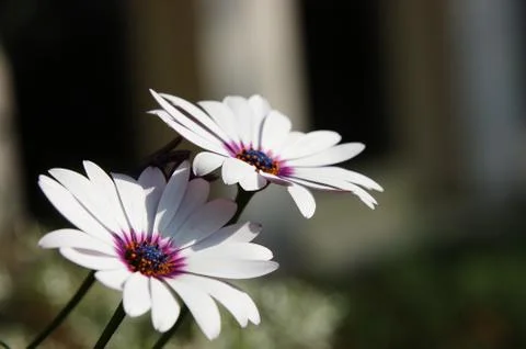 Flowers Stock Photos