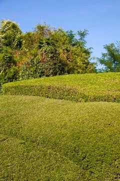 Flowers Stock Photos