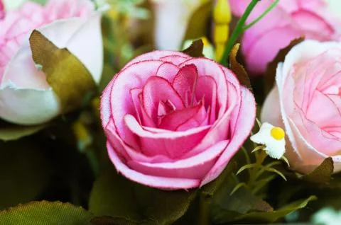 Flowers Stock Photos