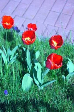 Flowers Stock Photos