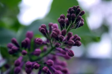 Flowers Stock Photos