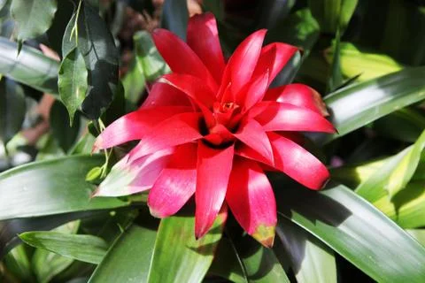 Flowers Stock Photos