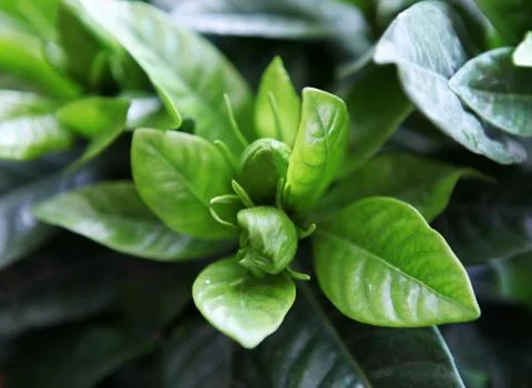 Flowers Stock Photos