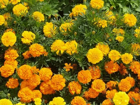 Flowers Stock Photos