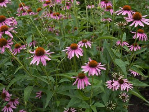 Flowers Stock Photos
