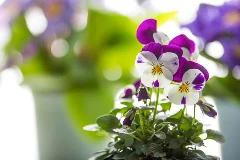 Flowers Stock Photos