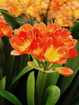 Flowers Stock Photos