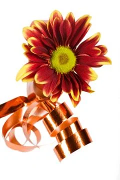 Flowers Stock Photos