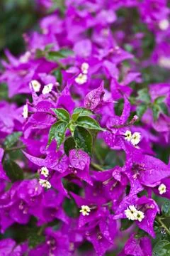 Flowers Stock Photos